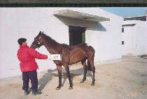 ������ (PONGMAJI) ����