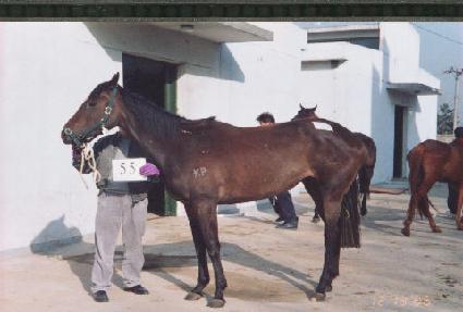 �������� ����