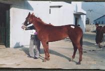 ������ (CHEOGYEOKCHA) ����