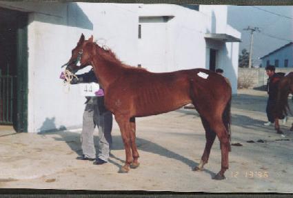 ������ ����