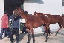 �ð��� (CIGARETTE) ����