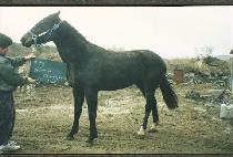 �����̾�� (PREMIER CENSURE) ����