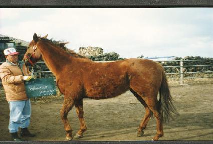 ����Ʈ������ ����