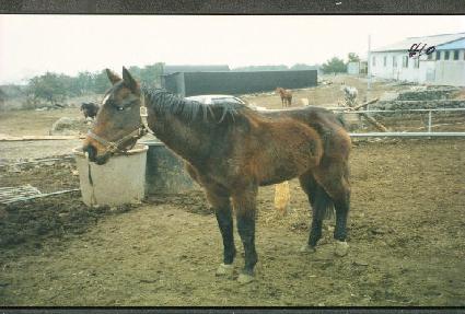 ����ư���̵� ����