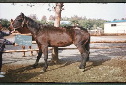 ��Ű��Ʈ�� ����