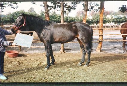 �����ݵ���� ����