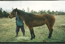 ���� (COCOON) ����