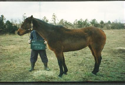 ���� ����