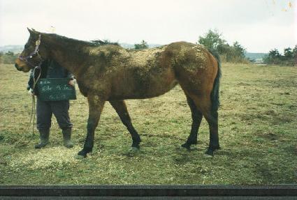 �����׵� ����