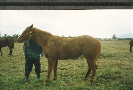 �̽��޷�Ƽ ����