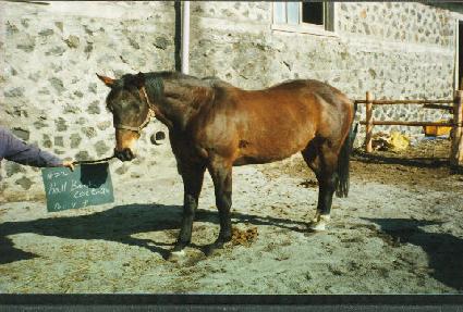 Ȧ��ũīƼ�� ����