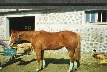 Ȧ������Ʈ���̵� (HOLLYMOUNT LADY) ����