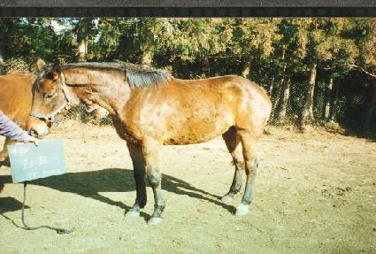 ���� ����