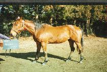 ��Ű��Ƽ (MONKEY ZANTY) ����