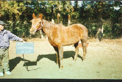 ���׻� ����