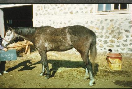 ����Ƽ���� ����