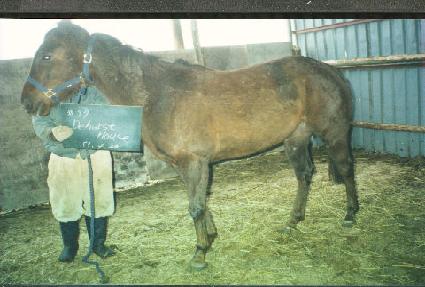 ���㽺Ʈ�Ͽ콺 ����