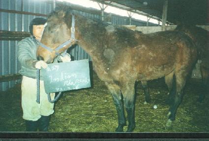 �ε�𷦼ҵ� ����