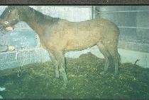 ���������� (DOUG��S FOLLY) ����