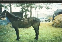 �ͽ�Ʈ���� (MIXED MOOD) ����