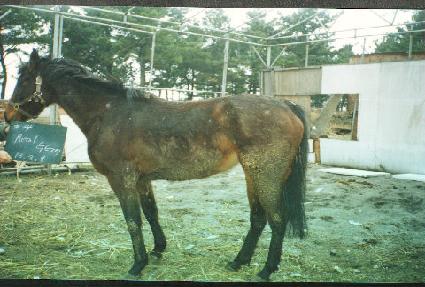 ������ ����