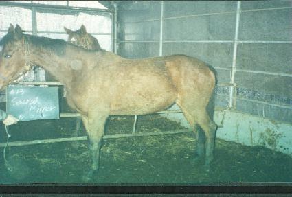 ����ũ����̷� ����