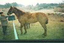 �� (DEERE REPH) ����