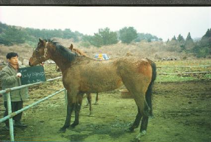 ���̵��״�Ƽ ����