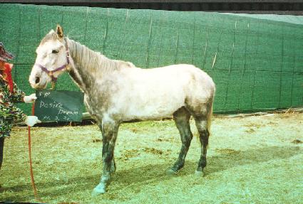 �����̾���帲 ����