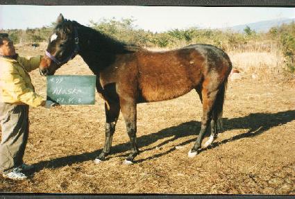 �˶�ī ����