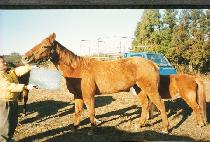 ���������� (GINGER HODGERS) ����