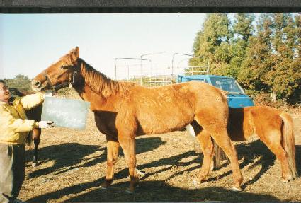 ���������� ����