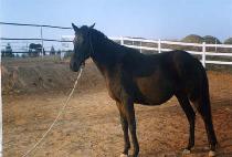 ���̵�� (SHADY GIRL) ����