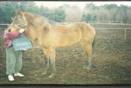 �����̵�� ����