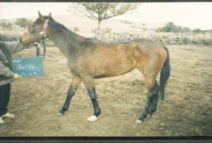 ������ ����