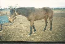 Ŭ���ķ��� (CLASSIC LOVER) ����