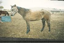 �����鸮�帲�� (FRIENDLY DREAMS) ����