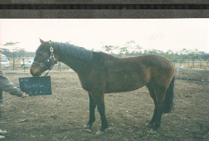 ������ ����