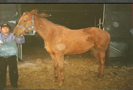 �����̼���Ʈ ����