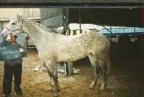 �ϻ��� (NISHAYA) ����