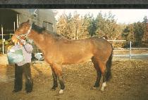 �������� (RAMBOLLINA) ����