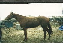 ��ŸŻ (NATATARL) ����