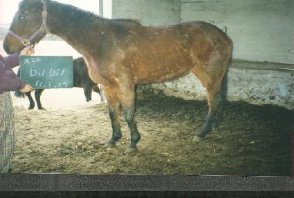 ���� ����