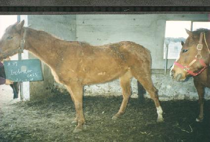 ��ü���ͷ��� ����