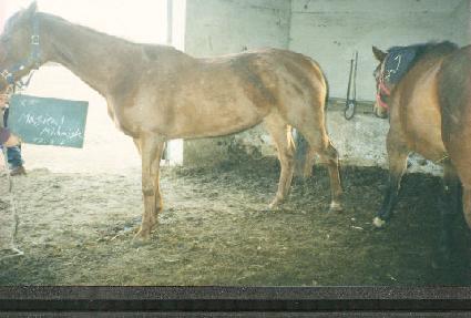 ����Į�̵峪�� ����