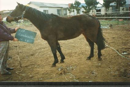 �����׼� ����