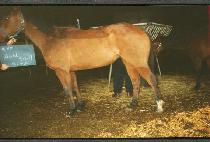 ��彺�� (AULD SCALL) ����