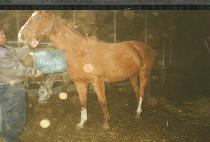 �ϴ��� (HANIFA) ����