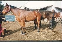 ��Ŀư��ī (PINKERTON POLKA) ����