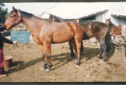 ��Ŀư��ī ����